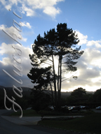 real estate, real estate broker, CAR, MCAR, monterey bay real estate, photography, web design, art, buy a home, sell a home